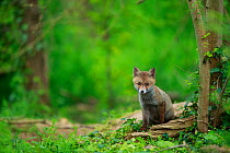 Red fox (Vulpes vulpes) cub sitting near den, in woodland. Yonne, Bourgogne-Franche-Comte, France. May.