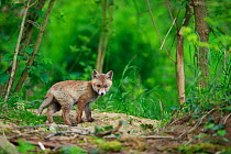 Red fox (Vulpes vulpes) cub outside den. Yonne, Bourgogne-Franche-Comte, France. May.