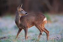 Roe deer (Capreolus capreolus) female standing in frost, looking over shoulder. Yonne, Bourgogne-Franche-Comte, France. February.