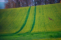 Roe deer (Capreolus capreolus) buck leaping in field. Yonne, Bourgogne-Franche-Comte, France. April.