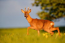 Roe deer (Capreolus capreolus) buck walking in meadow in evening light. Yonne, Bourgogne-Franche-Comte, France. April.