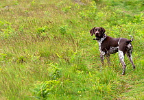German short-haired pointer standing in grassland.