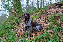 German short-haired pointer sitting in woods. England, UK. December.