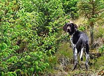 German short-haired pointer looking over shoulder in coniferous forest. Winsford, Somerset, England, UK.