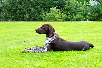 German short-haired pointer lying down on lawn.
