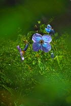 Blue poppy (Meconopsis grandis) Cona County, China.