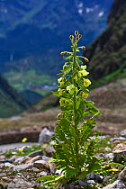 Mecanopsis poppy (Meconopsis ppaniculata) in mountain habitat, Cona County, China.