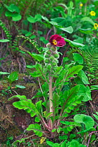 Mecanopsis poppy (Meconopsis pinnatifolia) Mt Qomolangma National Park, Qinghai Tibet Plateau, China.