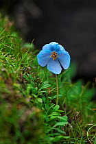Blue poppy (Meconopsis zangnanensis) Cona County, China.