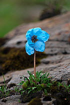 Blue poppy (Meconopsis zangnanensis) Mt Qomolangma National Park, Qinghai Tibet Plateau, China.