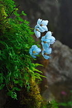 Blue poppy (Meconopsis bella subup.bella) Mt Qomolangma National Park, Qinghai Tibet Plateau, China.