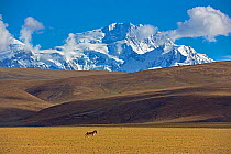 Kiang (Equus kiang) near Mount Shishapangma, Mt Qomolangma National Park,  Qinghai Tibet Plateau, China.