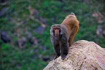 Rhesus macaque (Macaca mulatta) Yarlung Zangbo River, Qinghai Tibet Plateau, China.