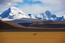 Kiang (Equus kiang) near Mount Shishapangma, Mt Qomolangma National Park, Qinghai Tibet Plateau, China.