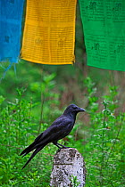 Large-billed crow (Corvus macrorhynchos) in front of prayer flags, Mt Qomolangma National Park, Qinghai Tibet Plateau, China.