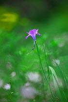 Iris (Iris decora) Mt Qomolangma National Park, Qinghai Tibet Plateau, China.
