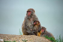 Rhesus macaque (Macaca mulatta) with baby suckling, Yarlung Zangbo River, Qinghai Tibet Plateau, China.