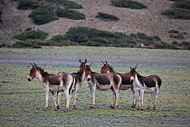 Kiang (Equus kiang) Mt Shishapangma, Mt Qomolangma National Park, Qinghai Tibet Plateau, China.