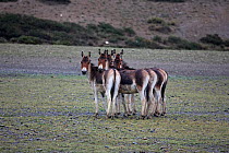 Kiang (Equus kiang) Mt Shishapangma, Mt Qomolangma National Park, Qinghai Tibet Plateau, China.