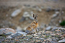 Woolly hare (Lepus oiostolus) Mt Everest, Mt Qomolangma National Park, Qinghai Tibet Plateau, China.