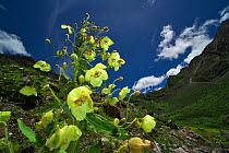 Mecanopsis poppy (Meconopsis paniculata) in mountain habitat, Mt Qomolangma National Park, Qinghai Tibet Plateau, China.