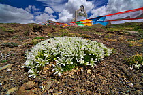 Sandwort (Arenaria bryophylla) Mt Shishapangma, Mt Qomolangma National Park, Qinghai Tibet Plateau, China.