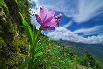Flower (Notholirion macrophyllum)  in mountain habitat, Mt Qomolangma National Park,  Qinghai Tibet Plateau, China.