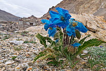 Blue poppy (Meconopsis horridula) in mountain habitat, Mt Everest, Mt Qomolangma National Park, Qinghai Tibet Plateau, China.