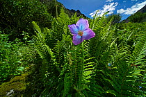 Blue poppy (Meconopsis grandis) in mountain habitat, Qinghai Tibet Plateau, China.