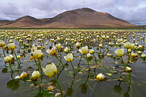 Batrachium bungei, in habitat, Mt Shishapangma, Mt Qomolangma National Park, Qinghai Tibet Plateau, China.