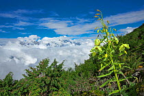 Mecanopsis poppy (Meconopsis paniculata) in mountain habitat, Mt Qomolangma National Park, Qinghai Tibet Plateau, China.