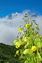 Mecanopsis poppy (Meconopsis paniculata and Meconopsis autumnalis) in mountain habitat, Mt Qomolangma National Park, Qinghai Tibet Plateau, China.