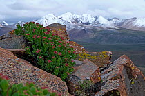 Rhodiola crenulata in mountain habitat, Mt Qomolangma National Park, Qinghai Tibet Plateau, China.