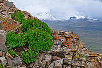 Rhodiola crenulata growing in mountain habitat, Mt Qomolangma National Park, Qinghai Tibet Plateau, China.