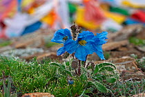 Blue poppy (Meconopsis horridula) Mt Everest, Mt Qomolangma National Park, Qinghai Tibet Plateau, China.