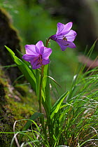 Flower (Notholirion macrophyllum) Mt Qomolangma National Park, Qinghai Tibet Plateau, China.