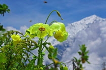 Mecanopsis poppy (Meconopsis paniculata ) in mountain habitat, Mt Qomolangma National Park, Qinghai Tibet Plateau, China.