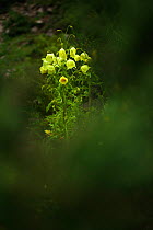 Mecanopsis poppy (Meconopsis paniculata) Mt Qomolangma National Park, Qinghai Tibet Plateau, China.