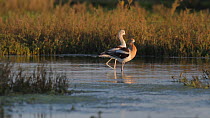 Pair of American avocets (Recurvirostra americana) courting, Southern California, USA.