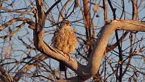 Merlin (Falco columbarius) preening, Southern California, USA.