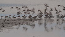 Flock of Western sandpipers (Calidris mauri) taking flight from salt marsh, Southern California, USA.
