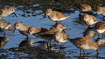 Flock of Western sandpipers (Calidris mauri) foraging on a mudflat at low tide, Southern California, USA.