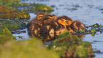 Mallard ducklings (Anas platyrhynchos) resting, huddling together, Southern California, USA.