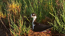 Black-necked stilt (Himantopus mexicanus) leaving nest site, Southern California, USA.