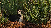 Black-necked stilt (Himantopus mexicanus) leaving nest site, Southern California, USA.