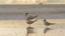 Pair of Elegant terns (Thalasseus elegans) attempting to mate on a beach, Southern California, USA, May.