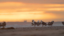 Western gulls (Larus occidentalis) preening on a beach, Southern California, USA.