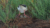Female Black-necked stilt (Himantopus mexicanus) returning to her nest site in a saltmarsh, Southern California, USA, May.