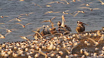 California brown pelicans (Pelecanus occidentalis californicus) roosting on a mudflat, with a flock of Elegant terns (Thalasseus elegans) nearby, Southern California, USA May/2019