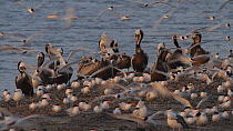 California brown pelicans (Pelecanus occidentalis californicus) roosting on a mudflat, with a flock of Elegant terns (Thalasseus elegans) nearby, Southern California, USA May/2019